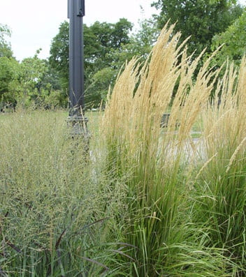 Feather reed grass