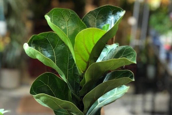 Fiddle Leaf Fig