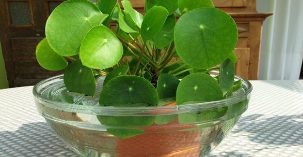 Give Plants a Thorough Soak