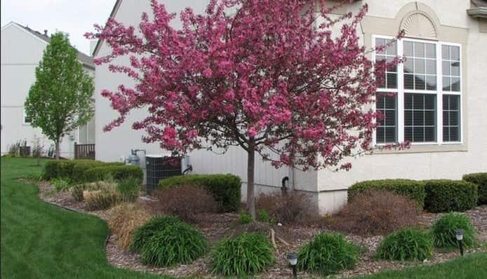 How To Select The Right Trees And Shrubs