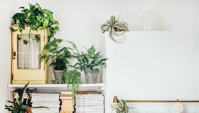 Improve Your Bedroom’s Air Quality with Plants