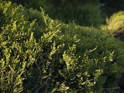 Juniper