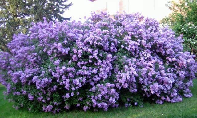 Lilac