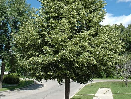 Linden