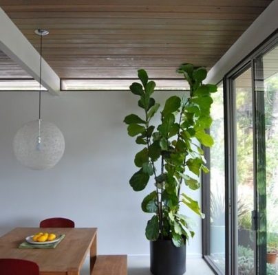 Make a Statement with Big Plants