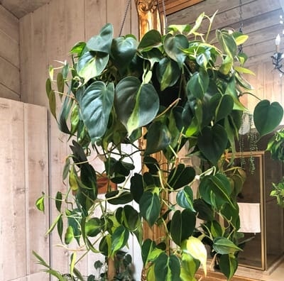 Philodendron Brasil