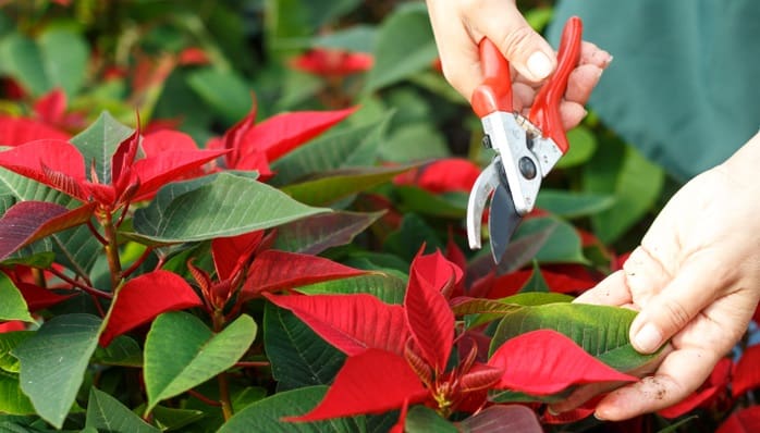 Poinsettia Care