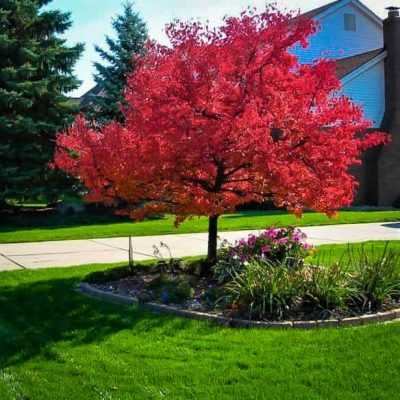 Red Maple