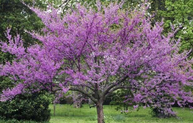 Redbuds