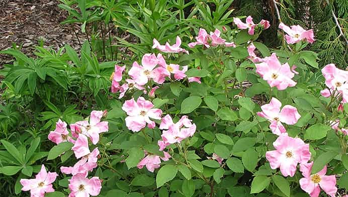 Rosa Rugosa
