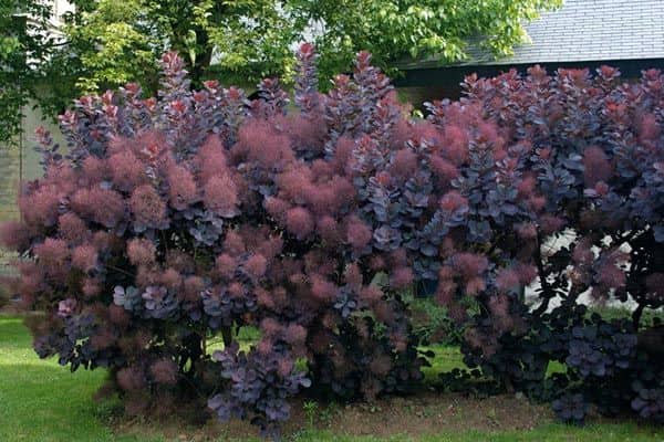 Smoke tree