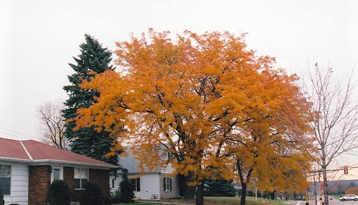 Thornless honeylocust