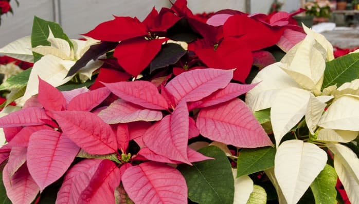 Everything You Need to Know About Poinsettia (Euphorbia Pulcherrima ...