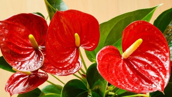 What is an Anthurium Plant