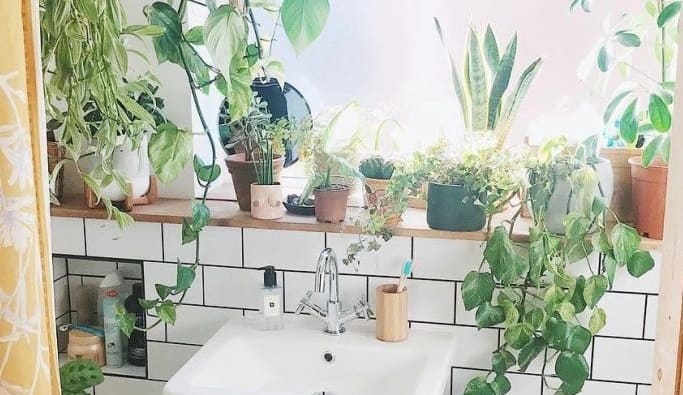 bathroom plants