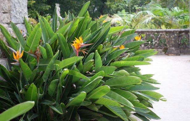 10 Tropical Plants That Will Make Your Living Space Like a Resort