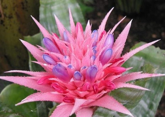 bromeliad aechmea pink