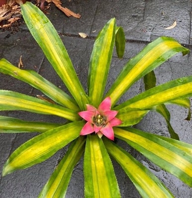 bromeliad miranda