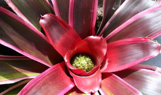 bromeliad neoregelia