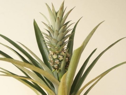 bromeliad pineapple