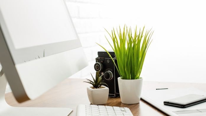 desk plant