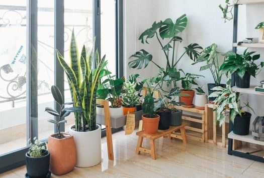 how to choose best indoor plant 