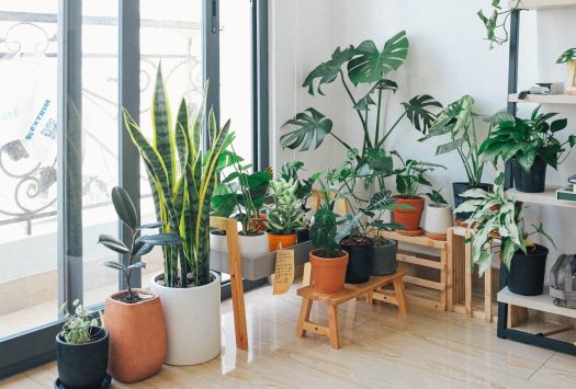 how to set up plants in your home