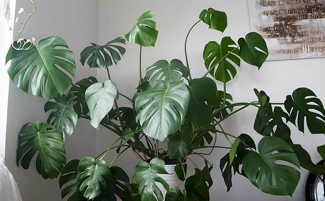 monstera