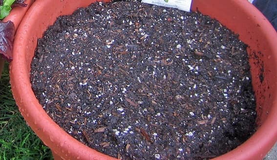 potting mix