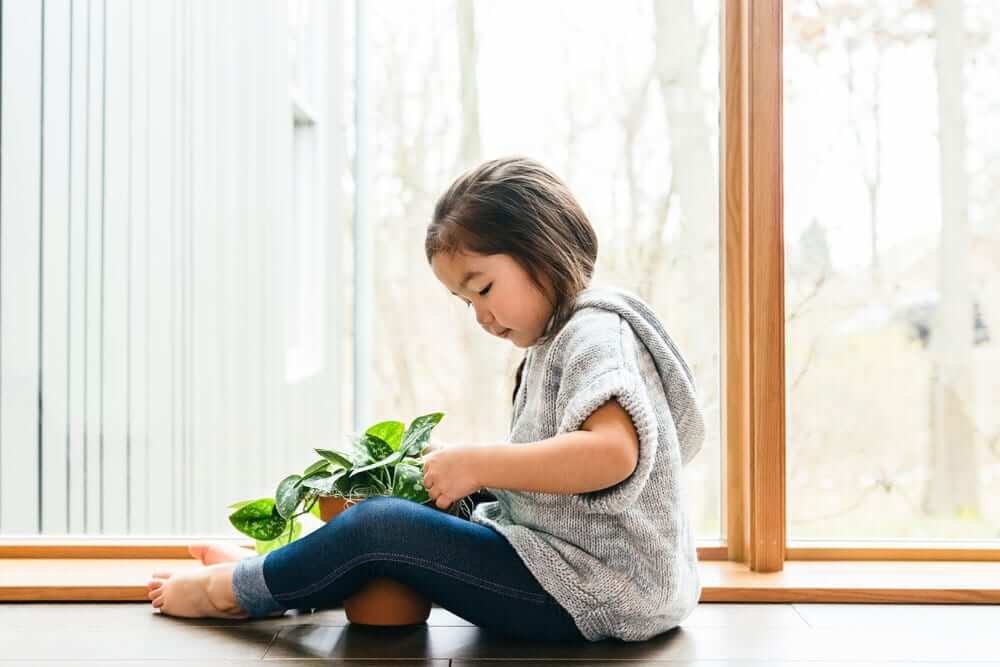 Health benefits of air-purifying indoor plants