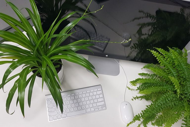 Office Plants Singapore's 1 Gardening & Landscaping Company
