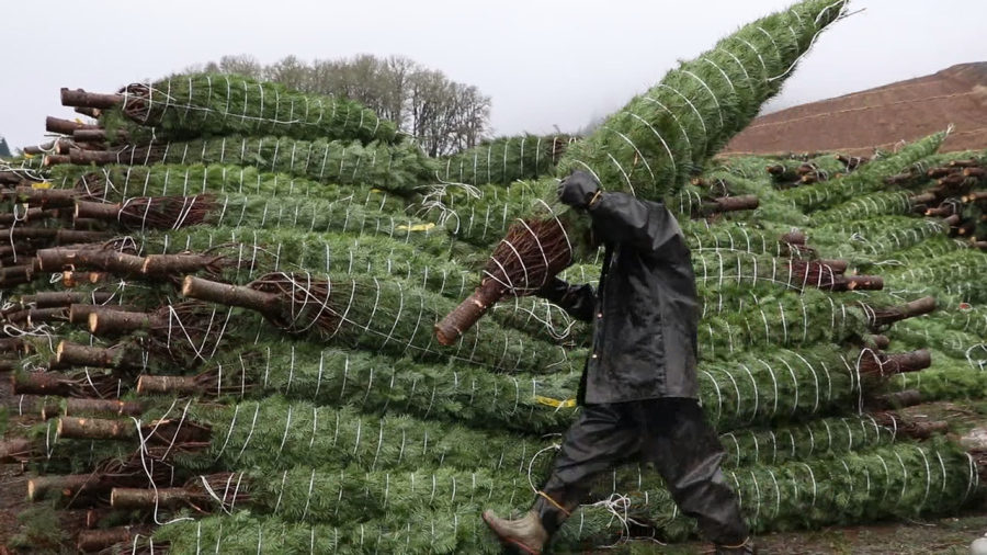 oregon cut fresh live noble fir Christmas Tree in Singapore