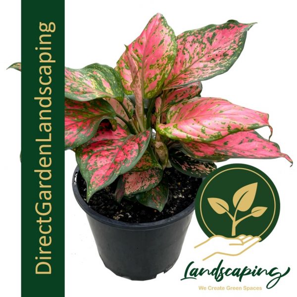 AGLAONEMA ANYAMANEE HYBRID RED Aglaonema Red Valentine