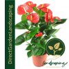 ANTHURIUM ANDRAEANUM FLAMINGO FLOWER RED