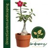 Adenium Desert Rose