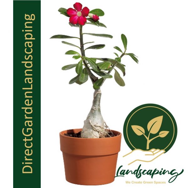 Adenium Desert Rose Singapores 1 Gardening And Landscaping Company