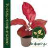 Aglaonema 'Super Red'