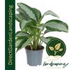 Aglaonema Pattaya Beauty