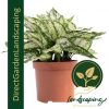 Aglaonema Snow White