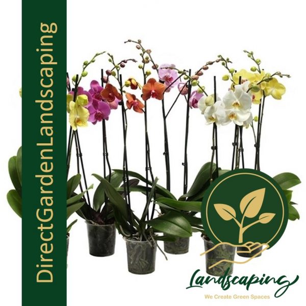 Phalaenopsis Plant