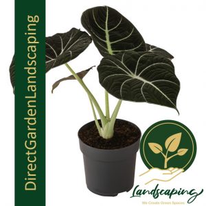 alocasia reginula black velvet