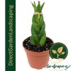 Sansevieria Cylindrica (African Spear Braided) potted plant
