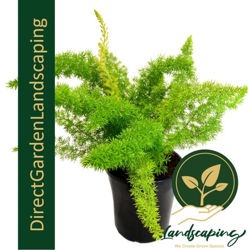 Asparagus densiflorus (Foxtail Fern) Singapore's 1 Gardening