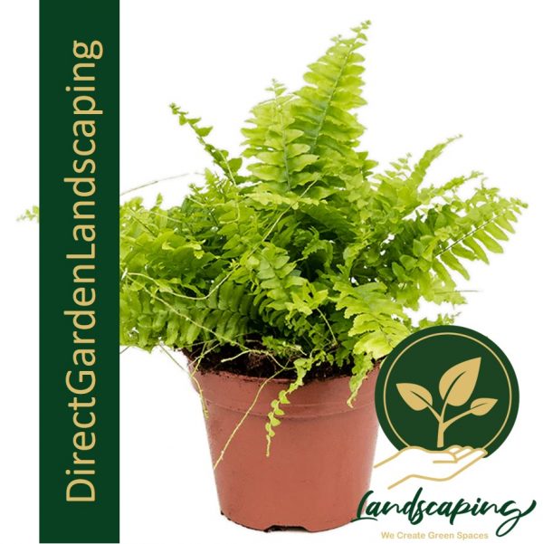 Boston Fern