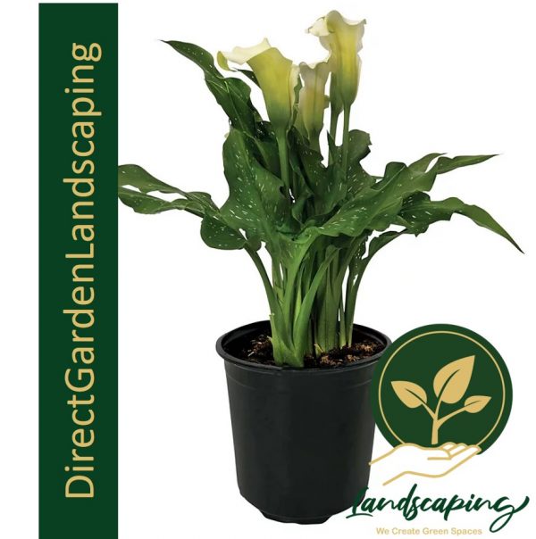 CALLA LILY