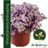 CALLISIA REPENS PINK LADY