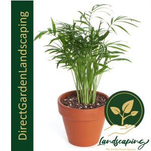 CHAMAEDOREA ELEGANS PALM (MINI PALM)