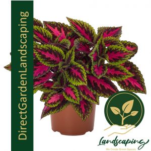 COLEUS