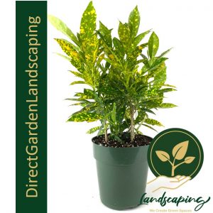 CROTON GOLD DUST