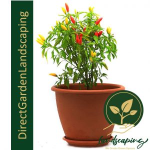 Chili 辣椒